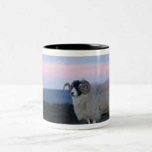 Sheep Mug