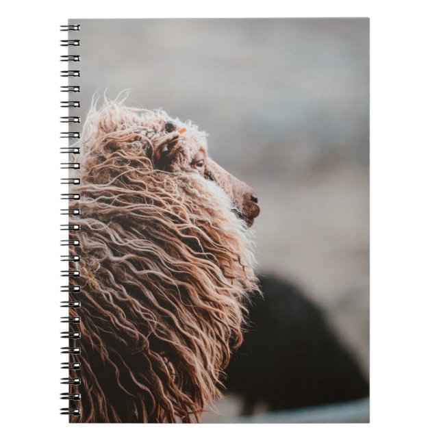 SHEEP NOTEBOOK (Front)