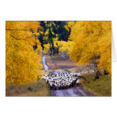 Sheep on Country Road (Front Horizontal)