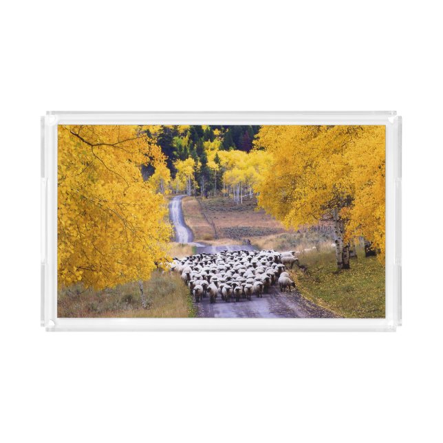 Sheep on Country Road Acrylic Tray (Front)