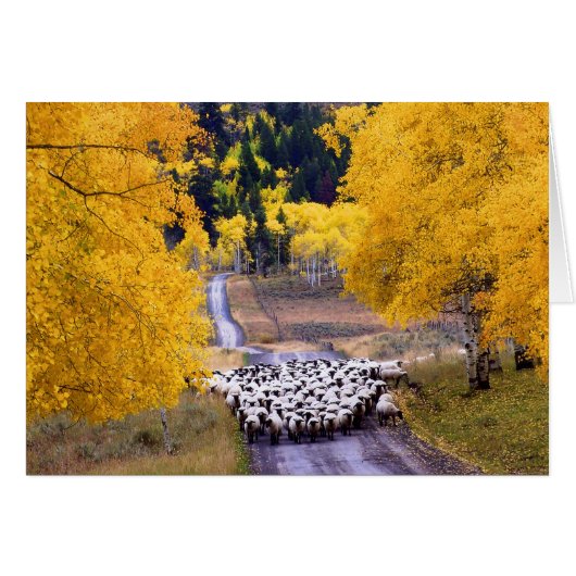 Sheep on Country Road Cards (Front Horizontal)