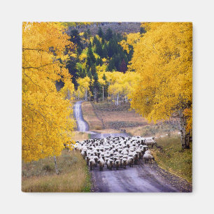 Sheep on Country Road Magnet