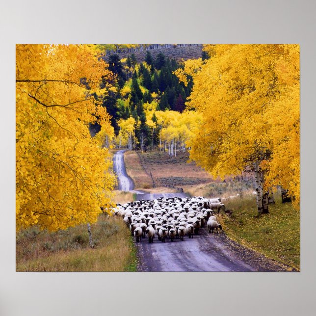 Sheep on Country Road Poster (Front)