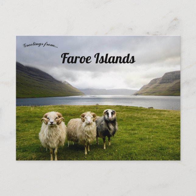 Sheep on Faroe Islands Postcard (Front)