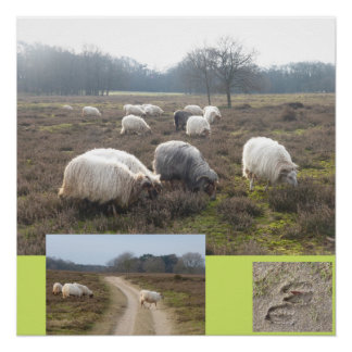 Sheep On Heathland Square Poster
