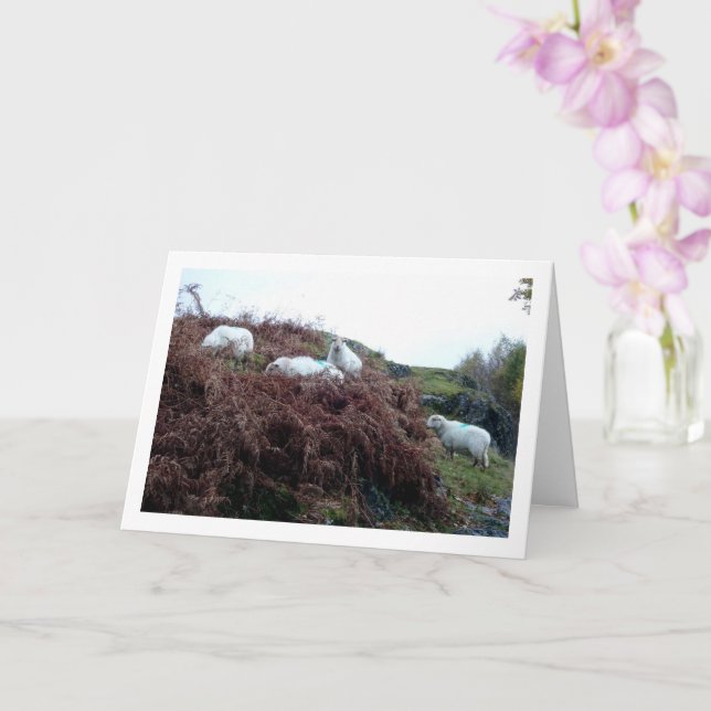 Sheep on Mountain Card (Orchid)
