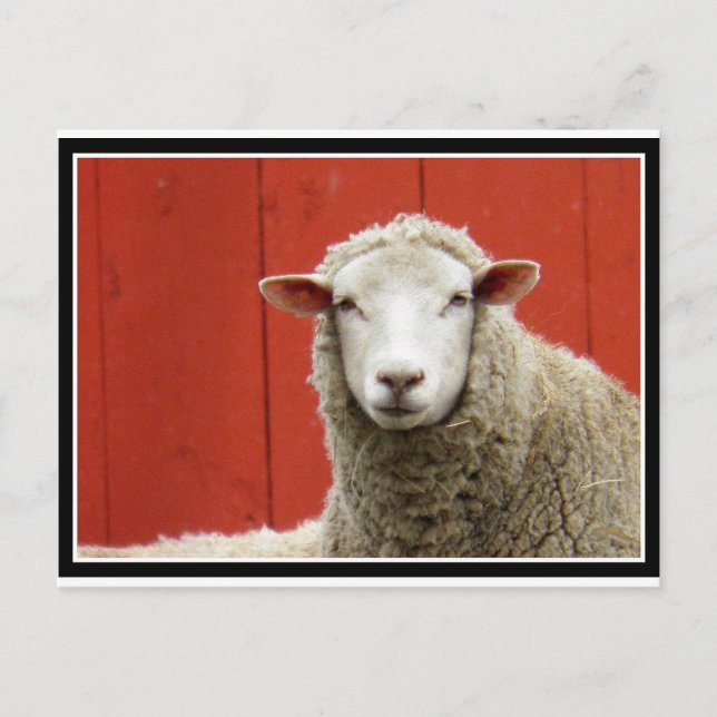 Sheep on Red Postcard (Front)