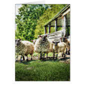 Sheep on the Farm Cards (Front)