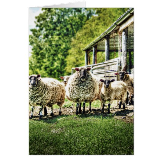 Sheep on the Farm Cards (Front)