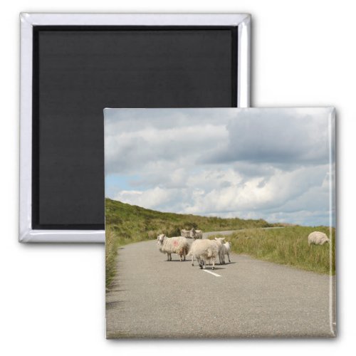 Sheep on the road in Ireland magnet
