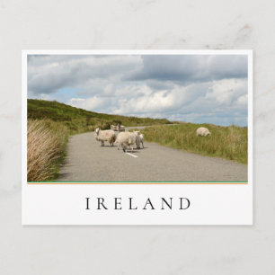 Sheep on the road in Ireland Postcard