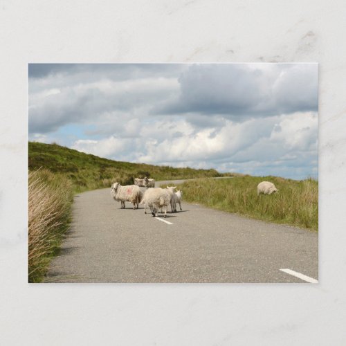 Sheep on the road in Ireland postcard