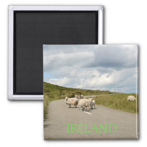 Sheep on the road in Ireland text magnet