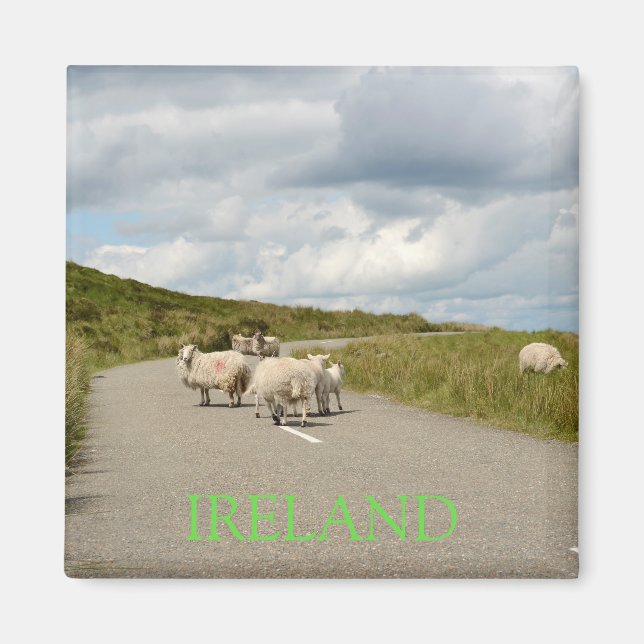 Sheep on the road in Ireland text magnet (Front)
