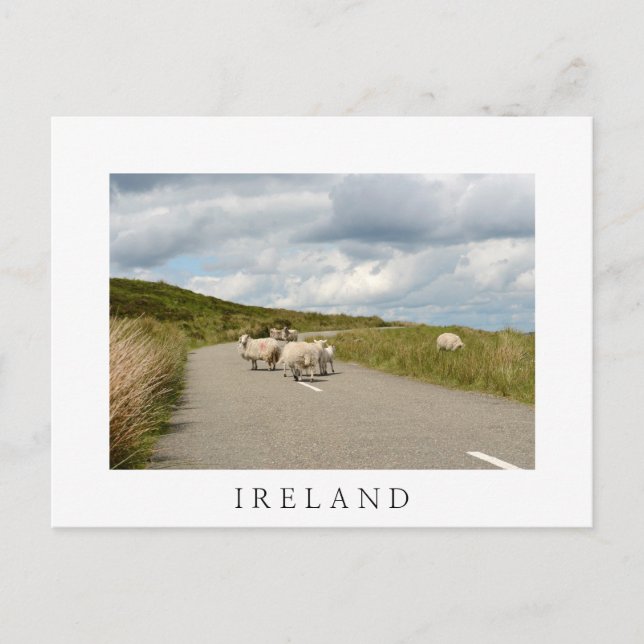 Sheep on the road in Ireland white postcard (Front)