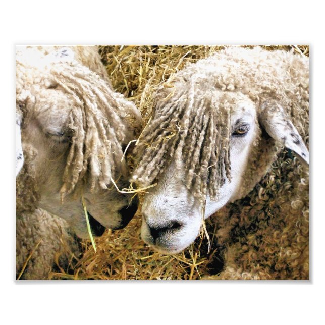 SHEEP PHOTO PRINT (Front)