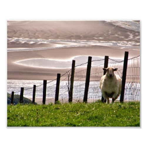 SHEEP PHOTO PRINT