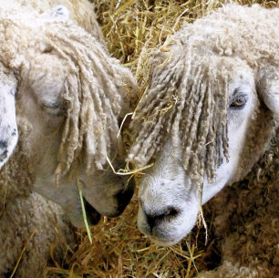 SHEEP PING PONG BALL