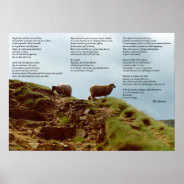 Sheep Placidly In Silence On Mountain Desiderata Poster at Zazzle