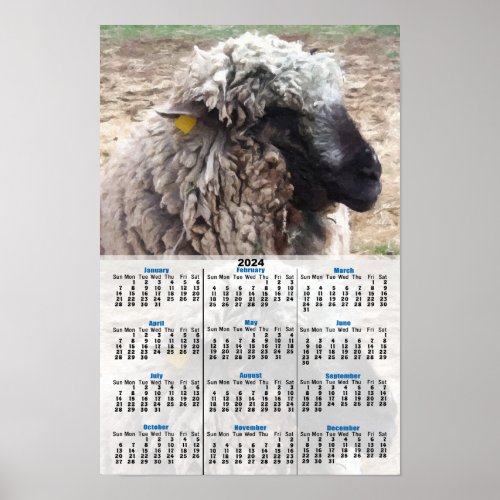 Sheep Portrait 2024 Calendar Poster