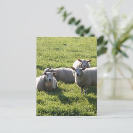 Sheep Postcard | Zazzle