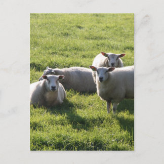 Sheep Postcard