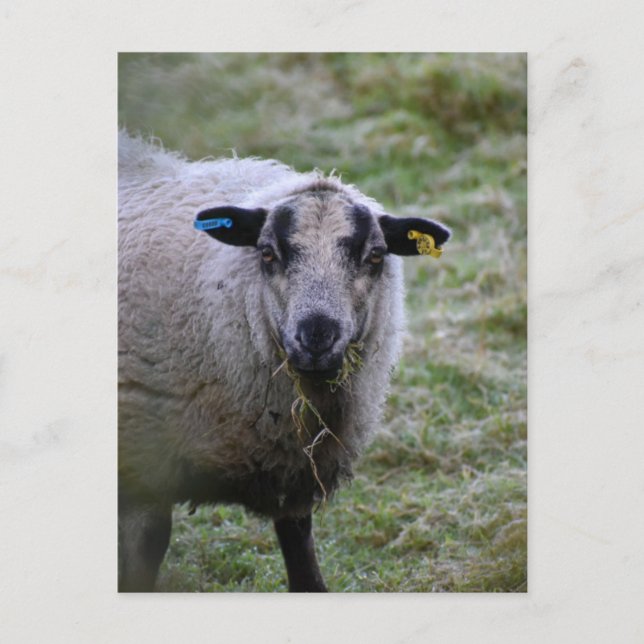 Sheep  postcard (Front)