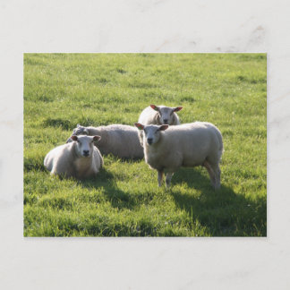 Sheep Postcard