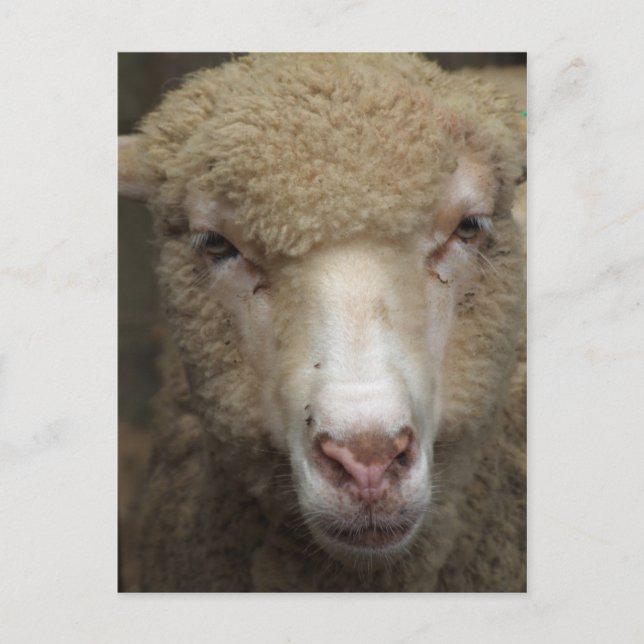 Sheep Postcard (Front)
