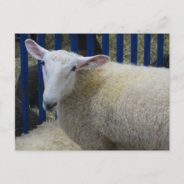 Sheep Postcard (Front)