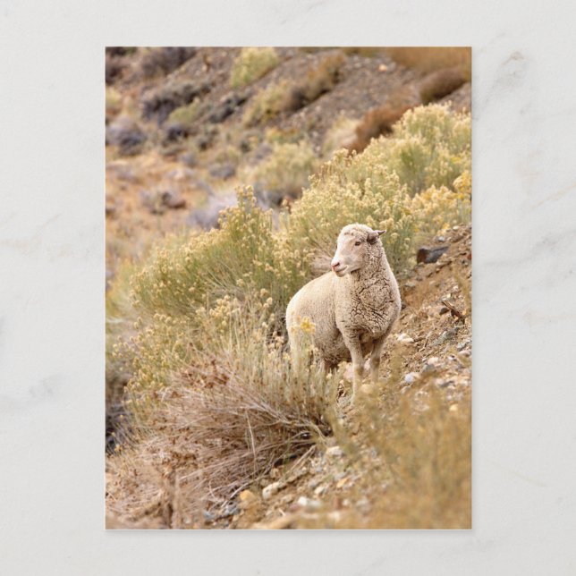 Sheep Postcard (Front)