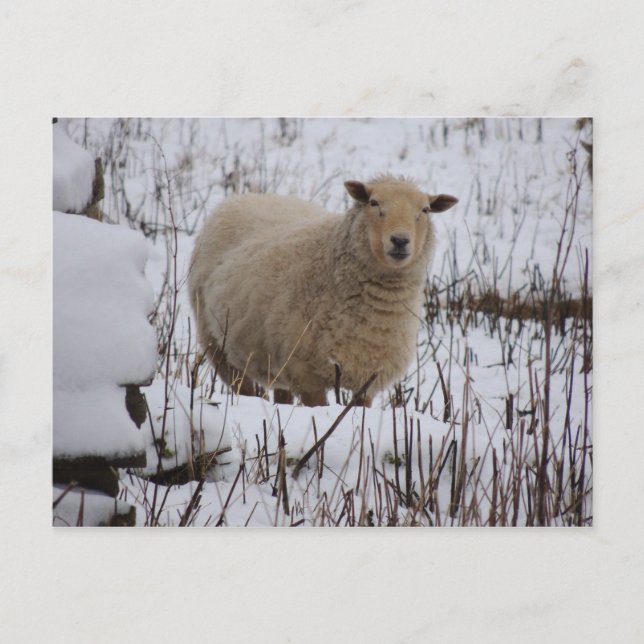 Sheep Postcard (Front)