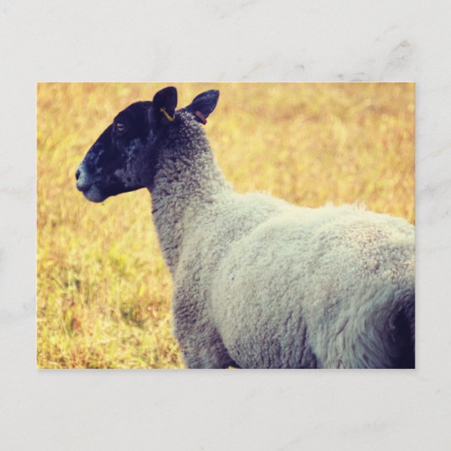 Sheep Postcard (Front)