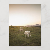 Sheep Postcard