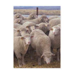 Sheep Postcard