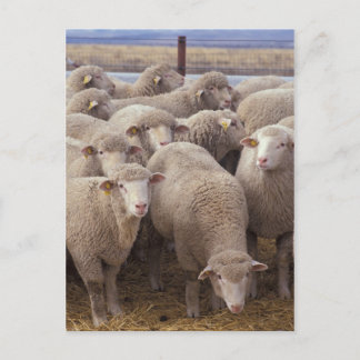 Sheep Postcard