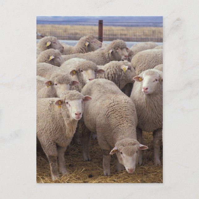 Sheep Postcard (Front)