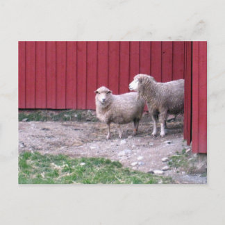 Sheep Postcard