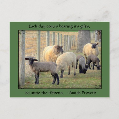 Sheep Postcard Amish Proverb Add your text Postcard