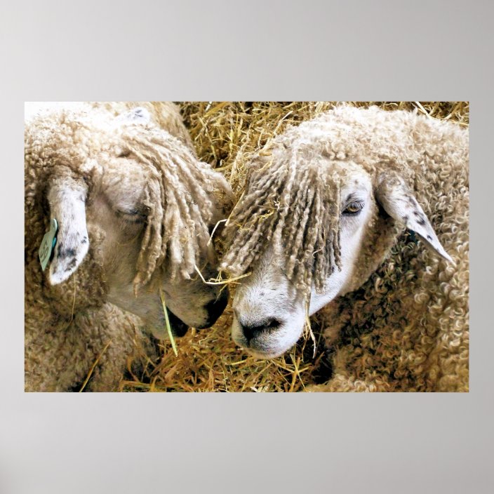 SHEEP POSTER
