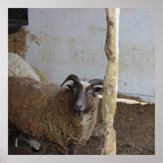 Sheep Poster