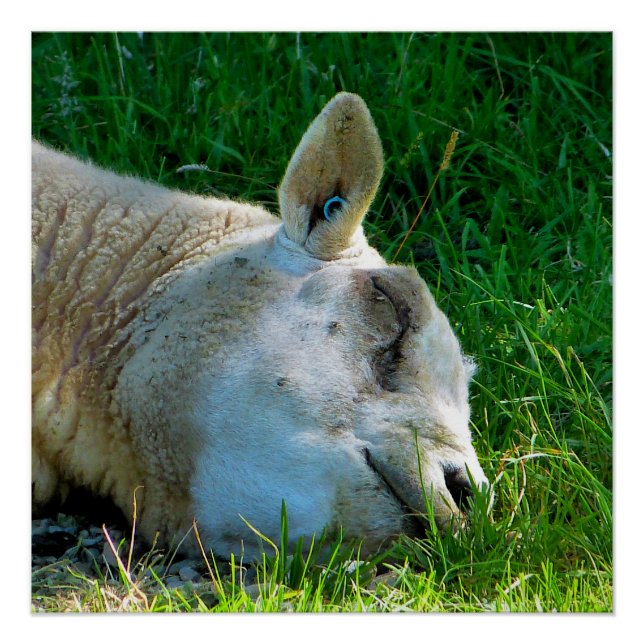 SHEEP POSTER (Front)