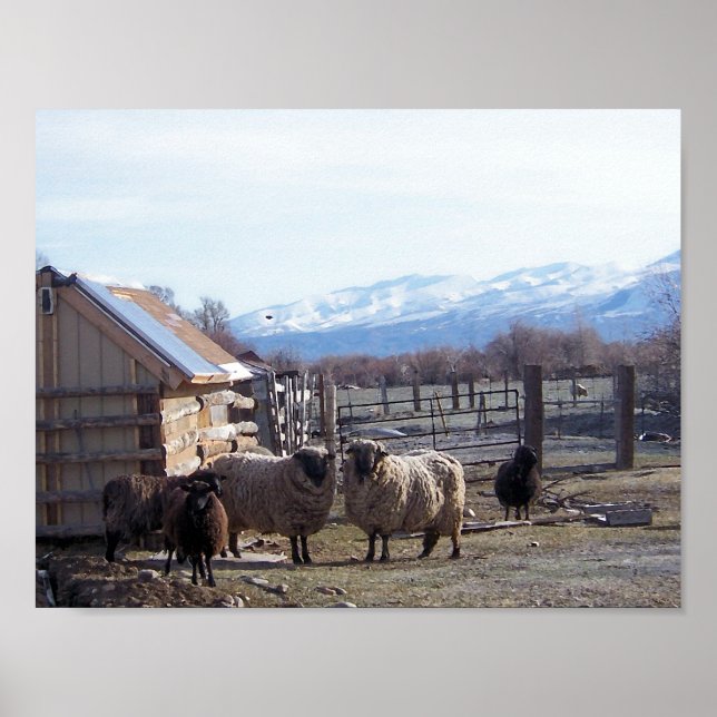 Sheep Poster (Front)