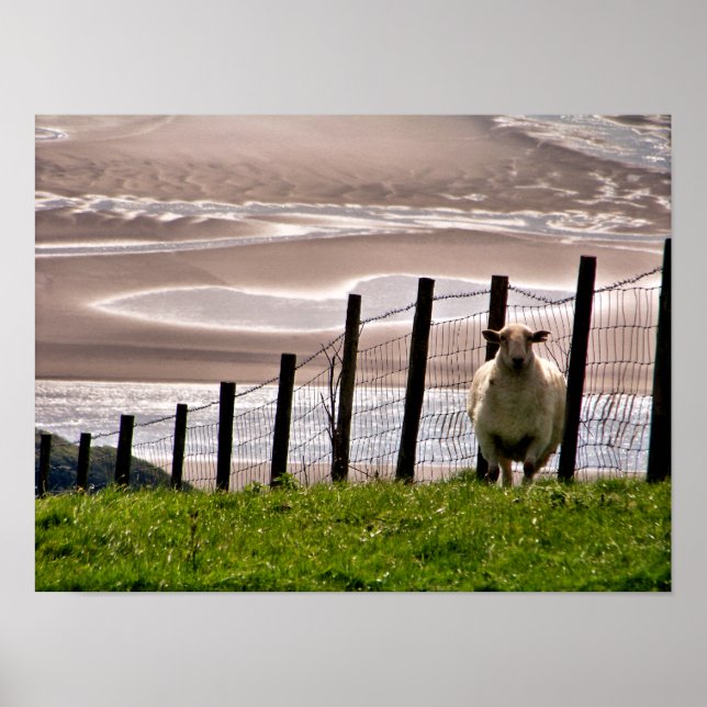 SHEEP POSTER (Front)