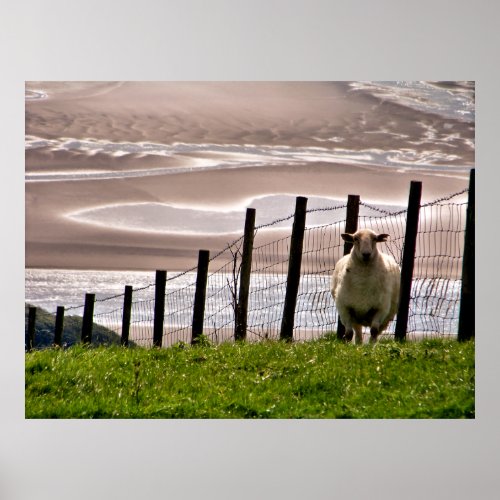 SHEEP POSTER