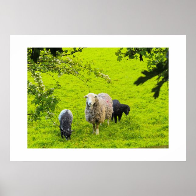 Sheep  poster (Front)
