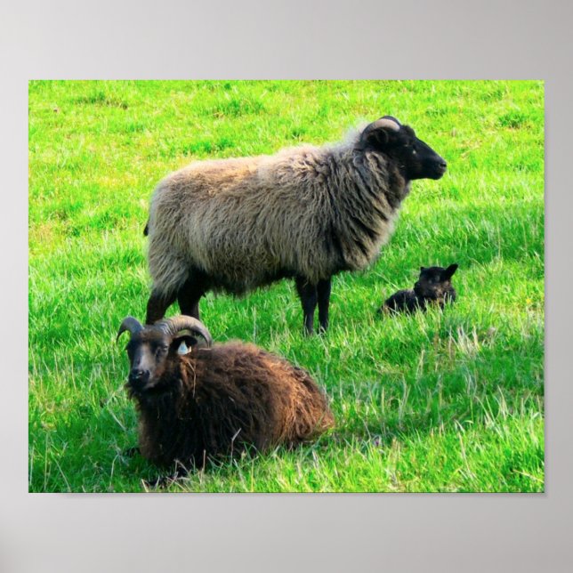 Sheep Print (Front)