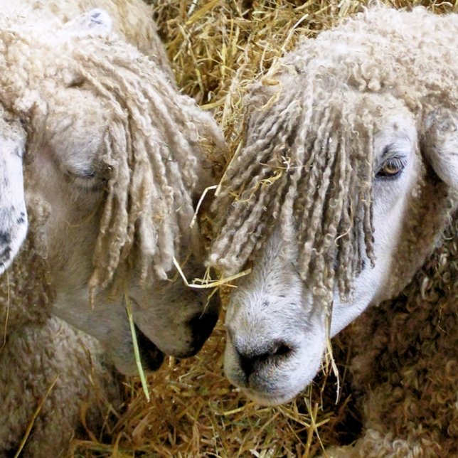 SHEEP SANDSTONE COASTER (Creator Uploaded)