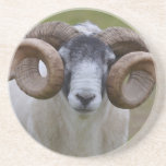 Sheep Sandstone Coaster