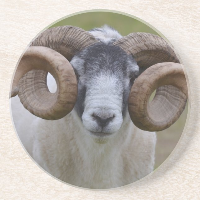 Sheep Sandstone Coaster (Front)